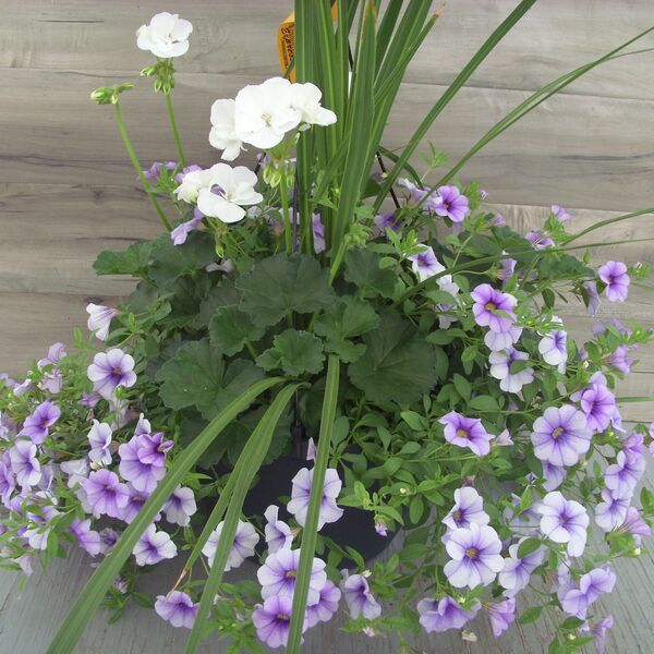 White with Calibrachoa Violet Ice and Spike - 11": 11 inch Hanger