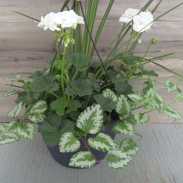 White with Lamiastrium and Spike - 11": 11 inch Hanger