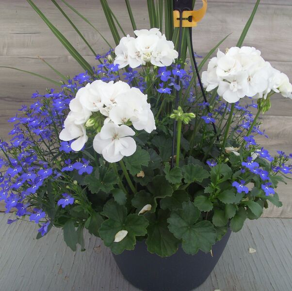 White with Lobelia Dark Blue and Spike - 11": 11 inch Hanger