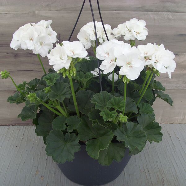 White (No Spike): 11 inch Hanger