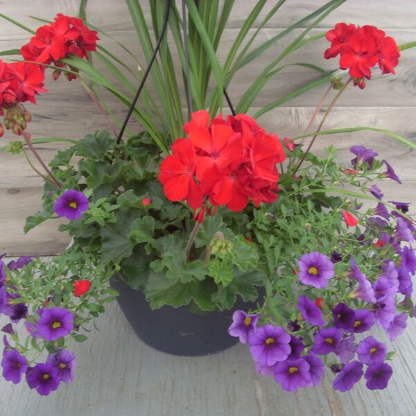 Dark Red with Calibrachoa Dark Blue and Spike - 12": 12 inch Hanger