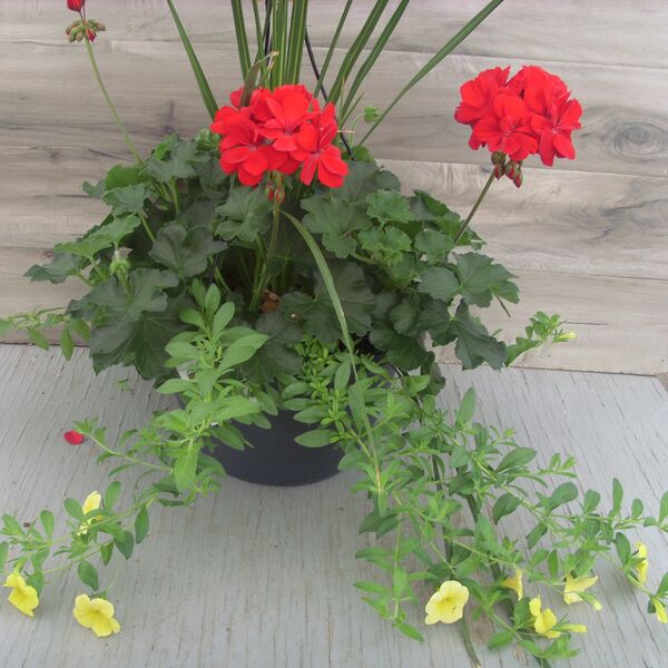 Dark Red with Calibrachoa Yellow and Spike - 11": 11 inch Hanger