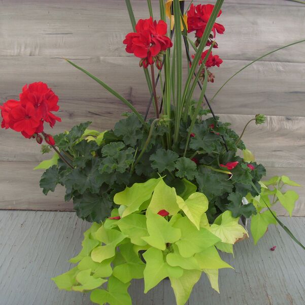 Dark Red with Lime Potato Vine and Spike - 12": 12 inch Hanger