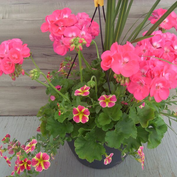 Hot Pink with Calibrachoa Red Shuffle and Spike - 11": 11 inch Hanger