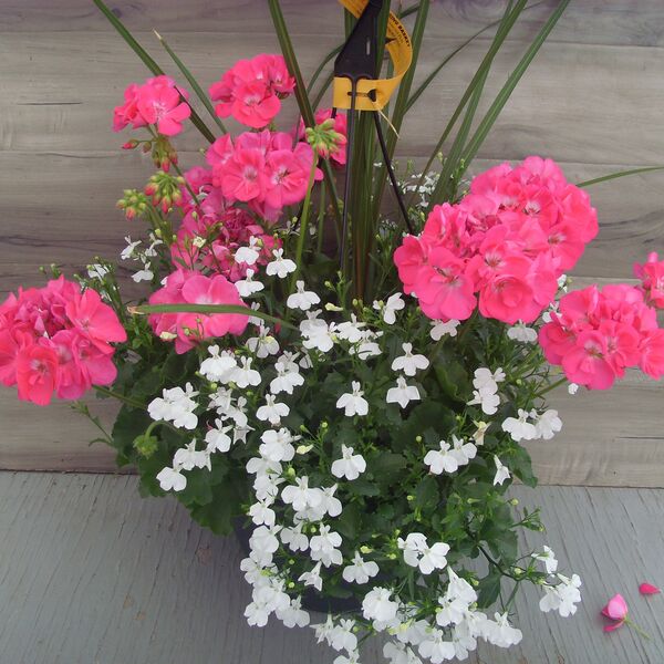 Hot Pink with Lobelia White and Spike - 12": 12 inch Hanger