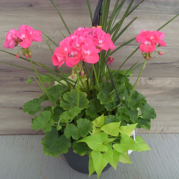 Hot Pink with Lime Potato Vine and Spike - 12": 12 inch Hanger