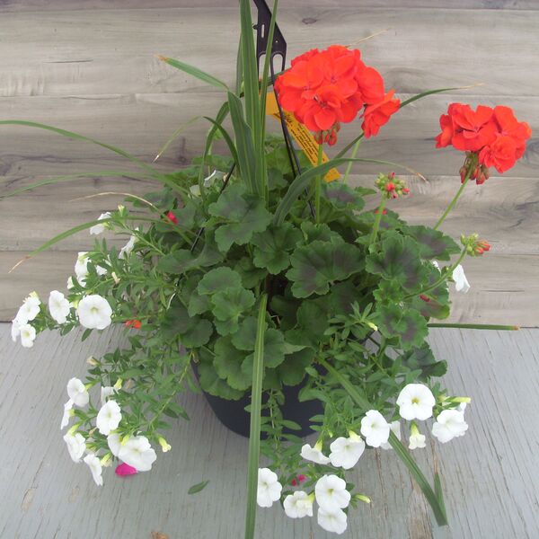 Red with Calibrachoa White and Spike - 12": 12 inch Hanger