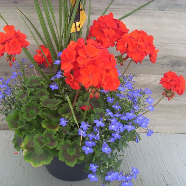 Red with Lobelia Dark Blue and Spike - 11": 11 inch Hanger