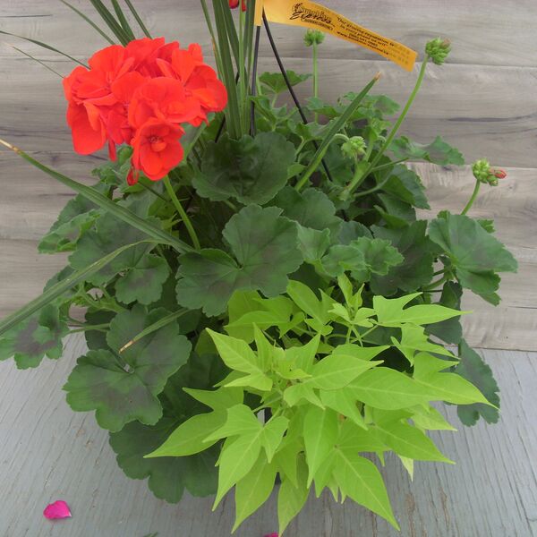 Red with Lime Potato Vine and Spike - 12": 12 inch Hanger