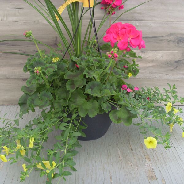 Violet with Calibrachoa Yellow and Spike - 11": 11 inch Hanger