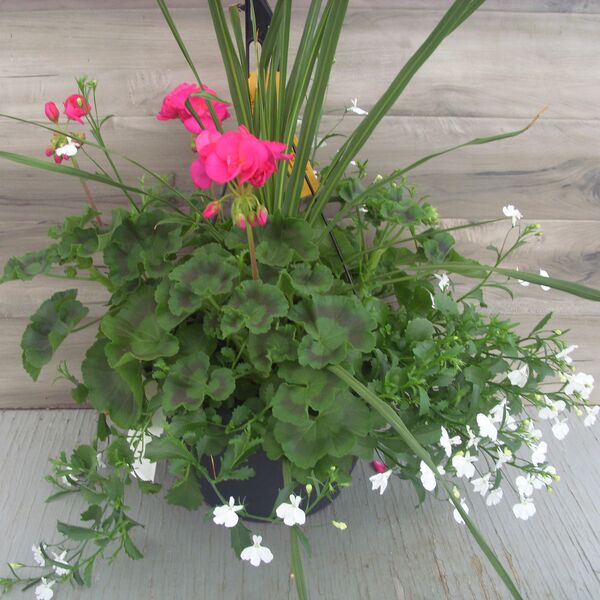 Violet with Lobelia White and Spike - 11": 11 inch Hanger