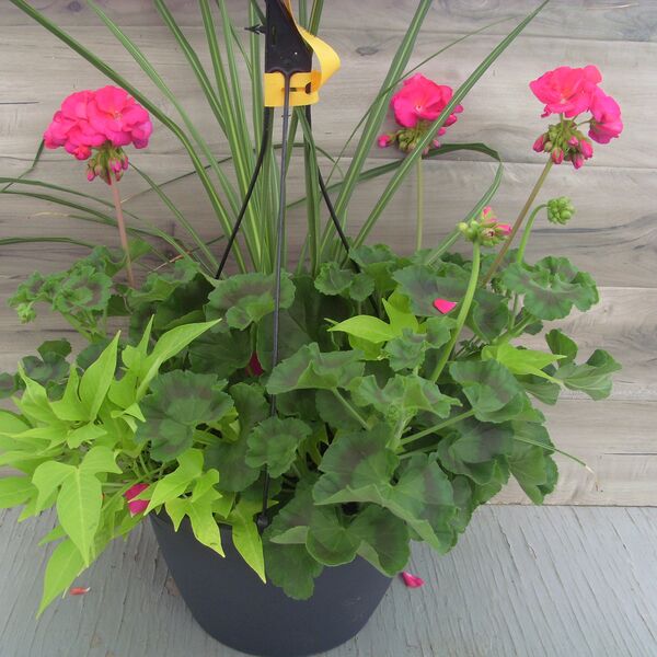 Violet with Lime Potato Vine and Spike - 11": 11 inch Hanger
