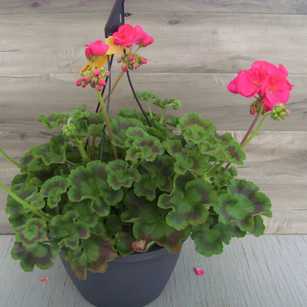 Violet (No Spike): 11 inch Hanger