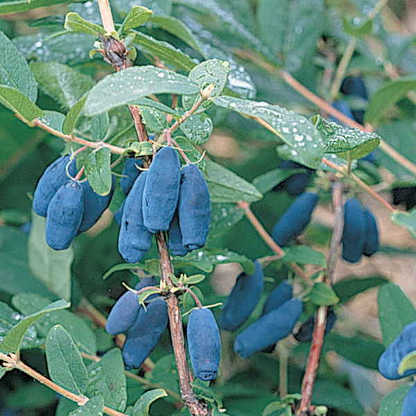 Berry Blue: 2 Gallon Pot Berry Blue: 2 Gallon Pot