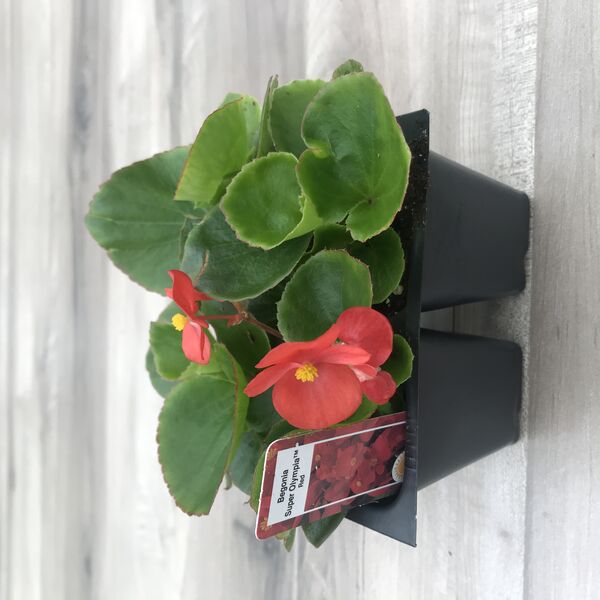Olympia Red: Box (4 plants)