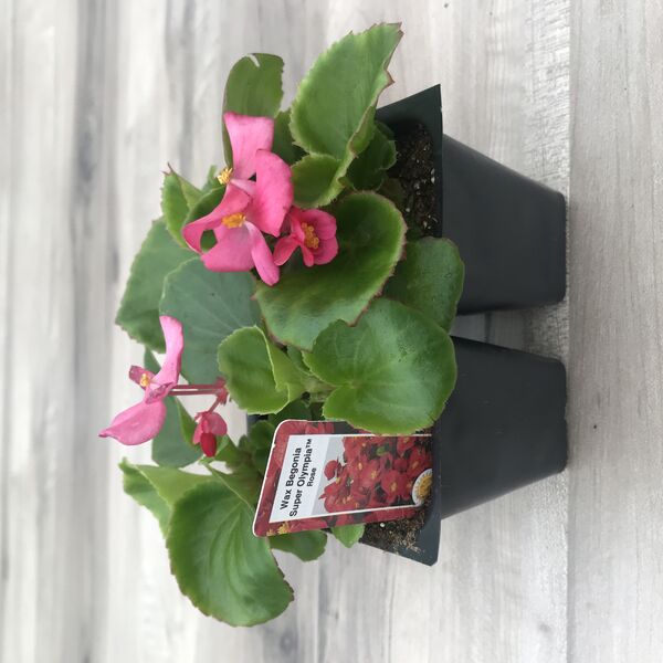 Olympia Rose: Box (4 plants)