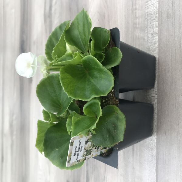 Olympia White: Box (4 plants)