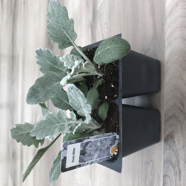 Silver Dust: Box (4 plants)