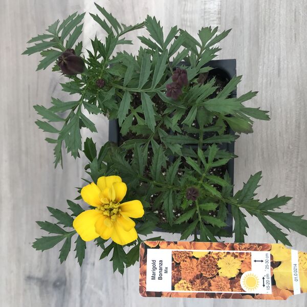 Harmony: Box (4 plants)