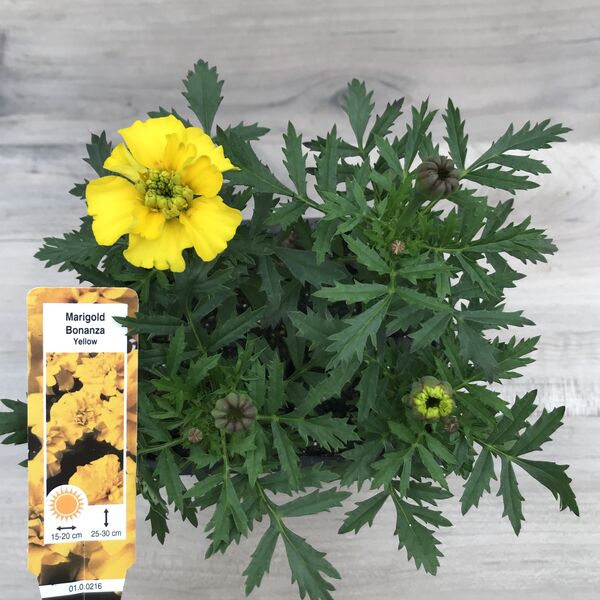 Yellow: Box (4 plants)