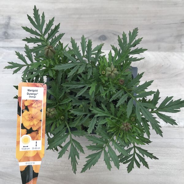Orange: Box (4 plants)