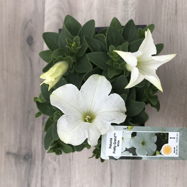 White: Box (4 plants)