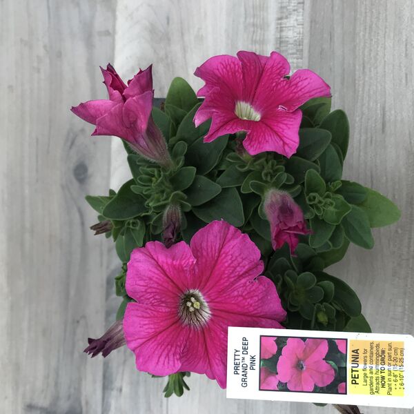 Deep Pink: Box (4 plants)