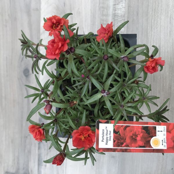 Deep Red: Box (4 plants)