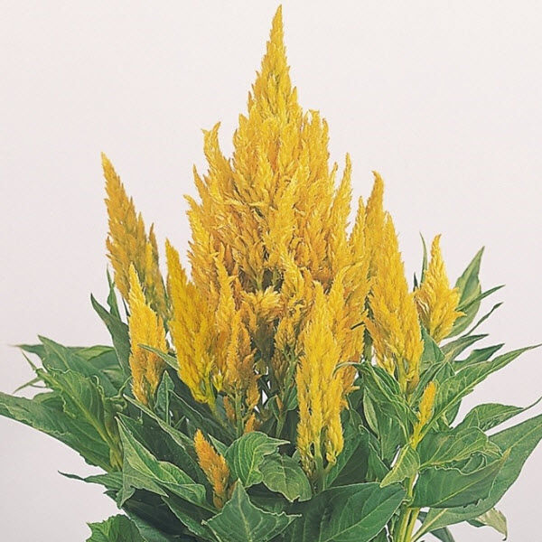 Yellow: 3.5 inch pot