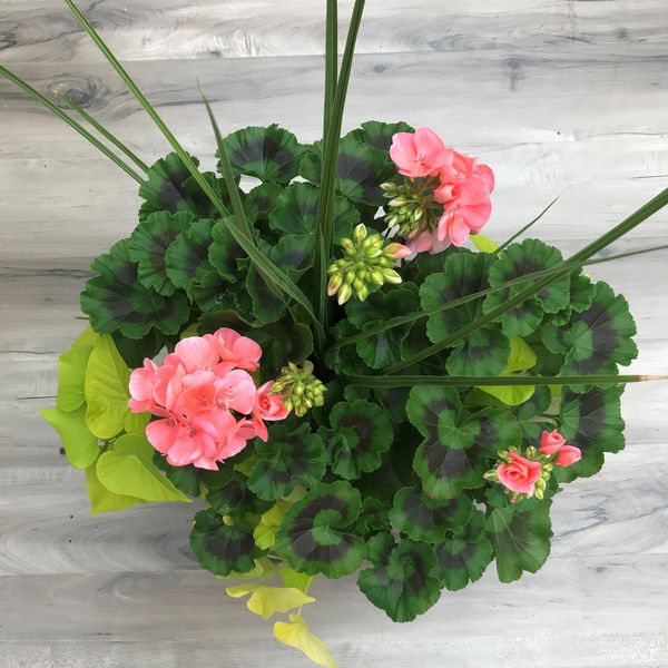 Salmon with Lime Potato Vine and Spike - 12": 12 inch Planter