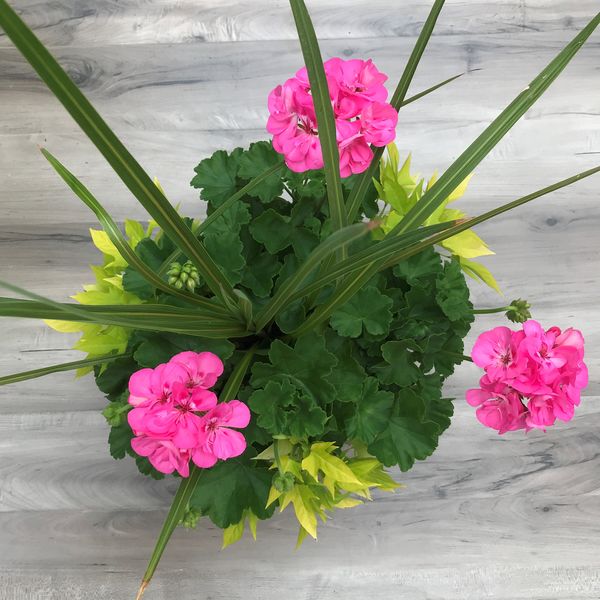 Tickled Pink with Lime Potato Vine and Spike - 12": 12 inch Planter