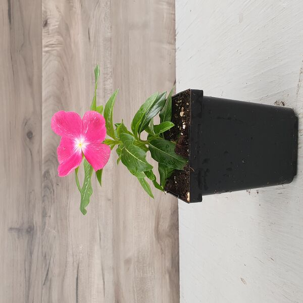 Rose: 3.5 inch pot