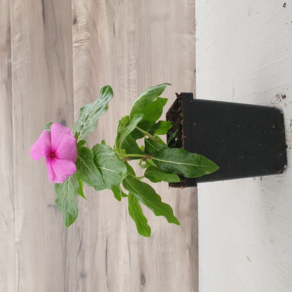Lilac : 3.5 inch pot