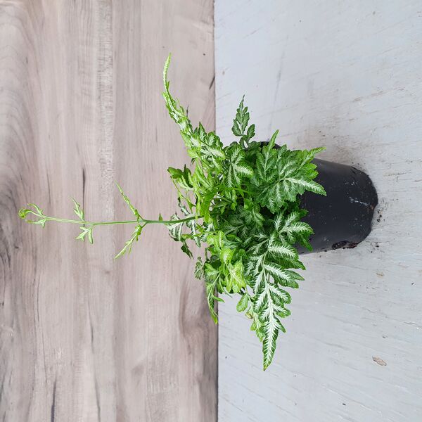 Silverlace: 3 inch pot Silverlace: 3 inch pot