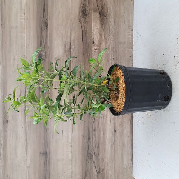 Dark Dynasty: 13 inch pot Dark Dynasty: 13 inch pot