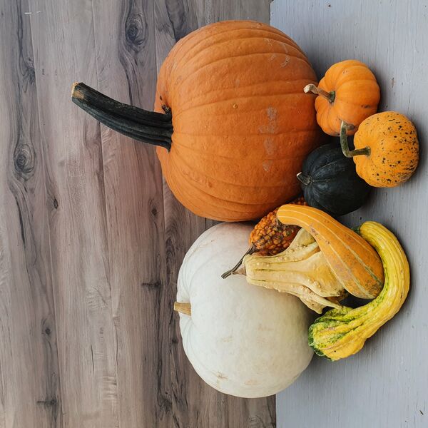 Pumpkins - White:  