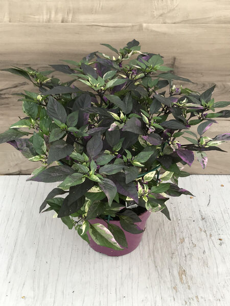 Purple Flash: 6.5 inch pot