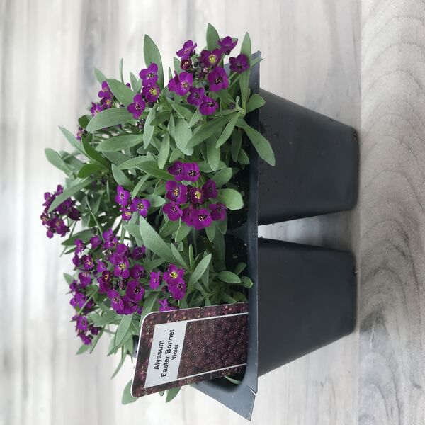 Violet: Box (4 plants)
