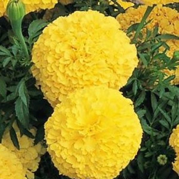 Inca Yellow: 3.5 inch pot