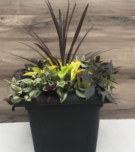Canary Wing Mix: 16 inch Planter