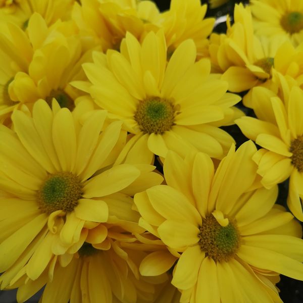 Yellow Daisy: 6.5 inch pot