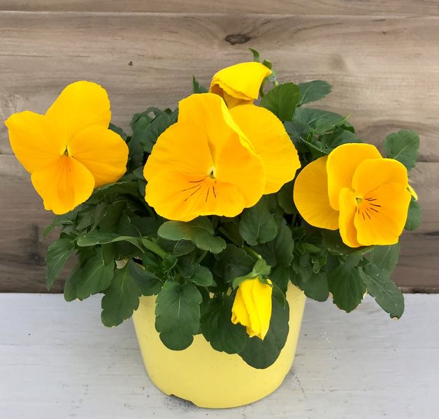 Golden Yellow: 6.5 inch pot