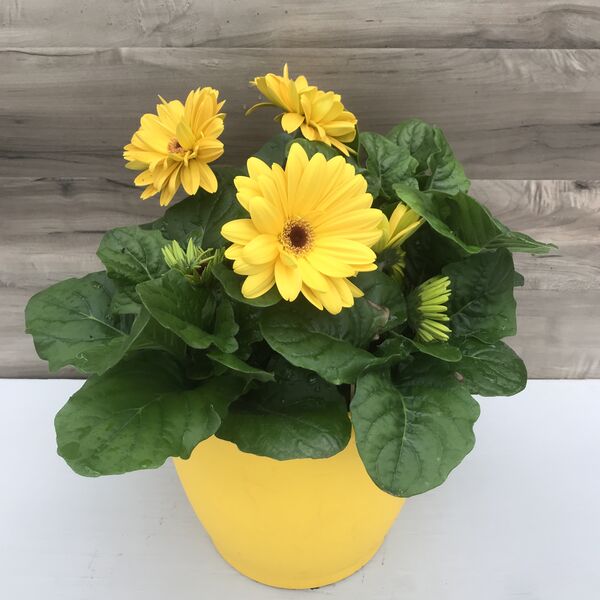 Yellow: 10.5 inch pot