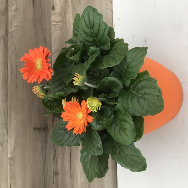 Orange: 10.5 inch pot