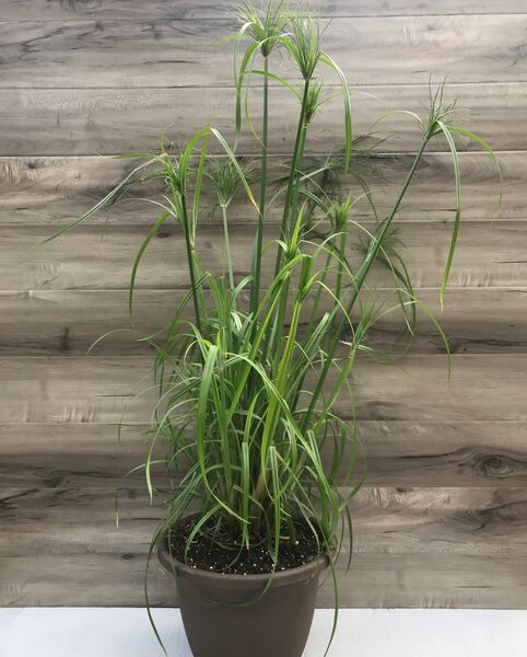 King Tut: 13 inch Planter