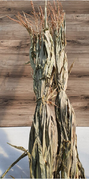 Corn Stalk:  