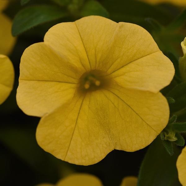 Yellow : 3.5 inch pot
