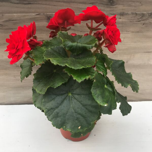 Valentine Red : 4 inch (Terra Cotta)