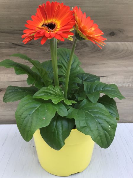 Yellow/Orange Bicolour: 6.5 inch pot