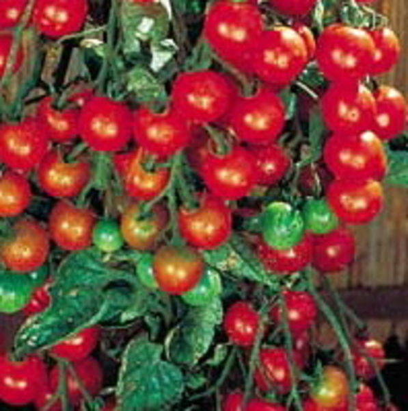 sweet-million-cherry-tomato-vegetables-fruits-sunshine-express